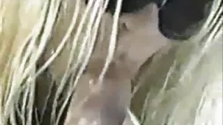 İzlemek zor olduğunda ayakta am sikme onu seviyorum